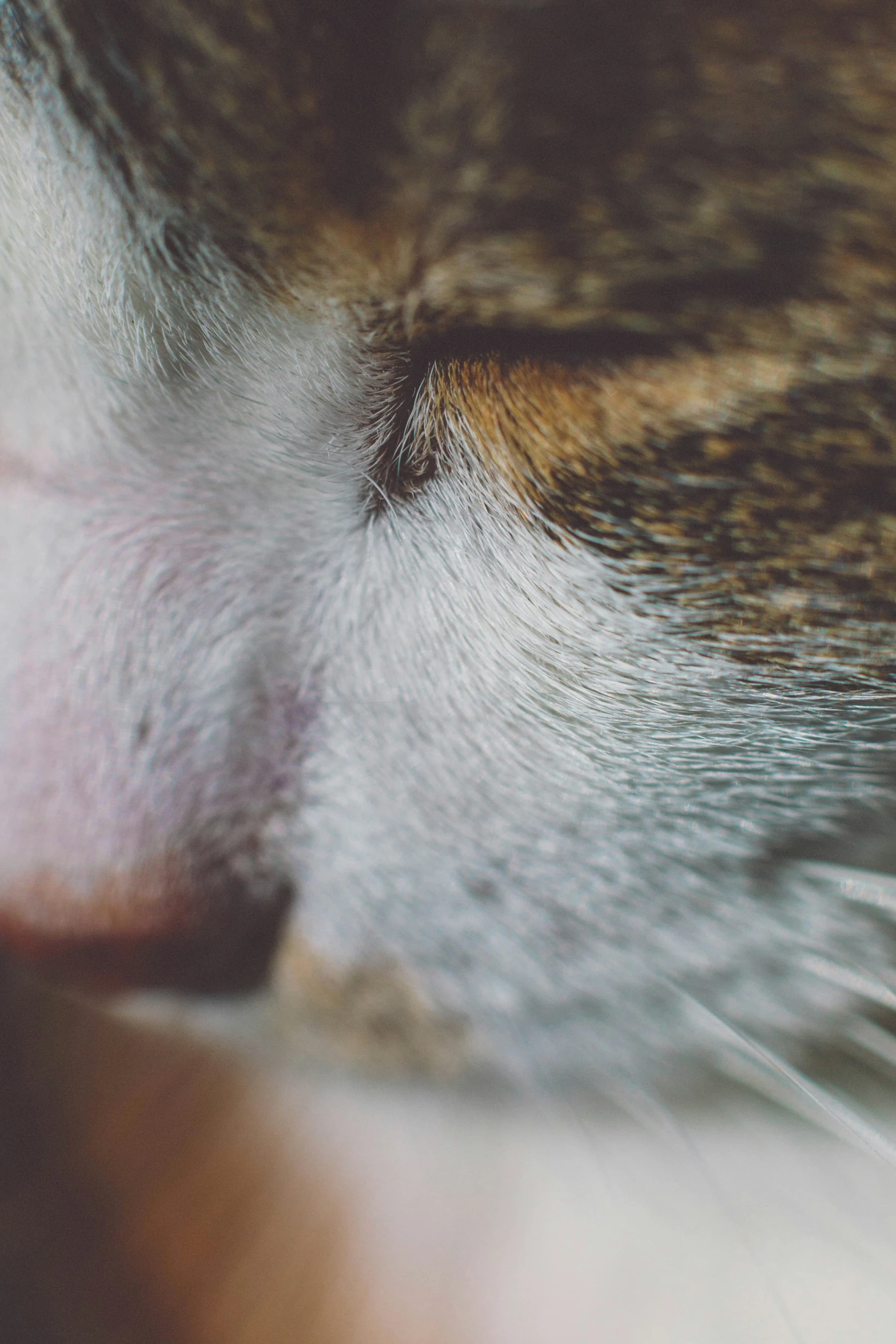 an orange cat with a white background stares down at the camera