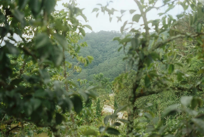 a po through a tree's frame of the landscape