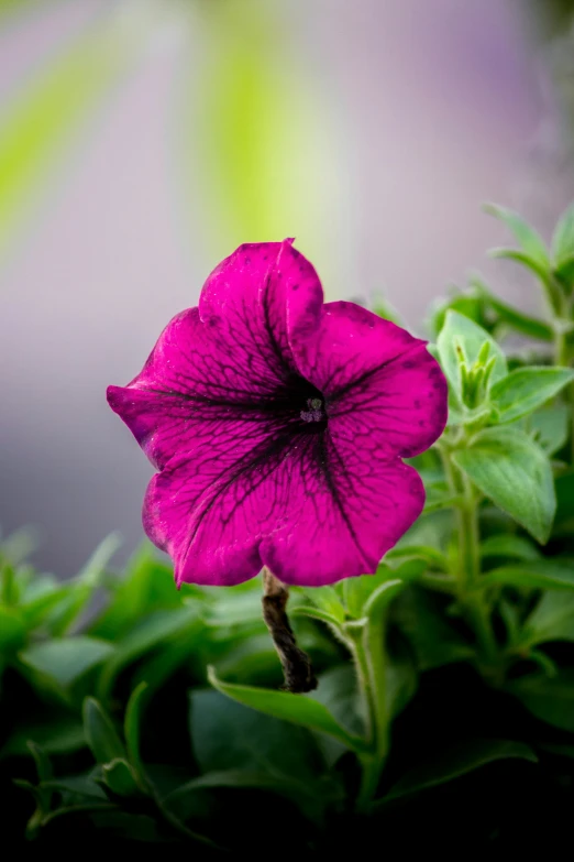 a pretty flower that is pink and blooming