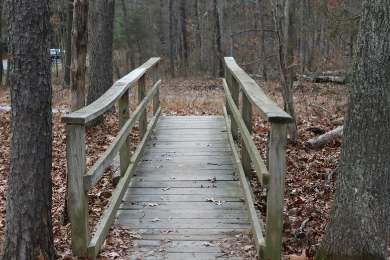 a boardwalk in the woods with benches next to it