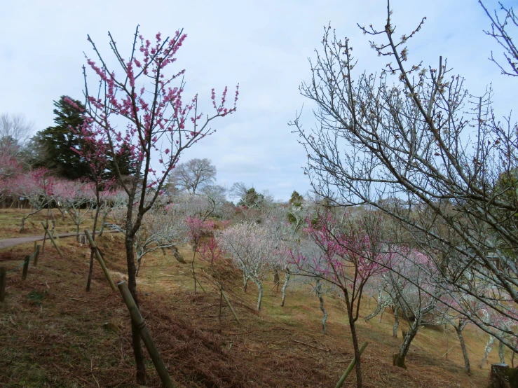 a bunch of small trees in a field