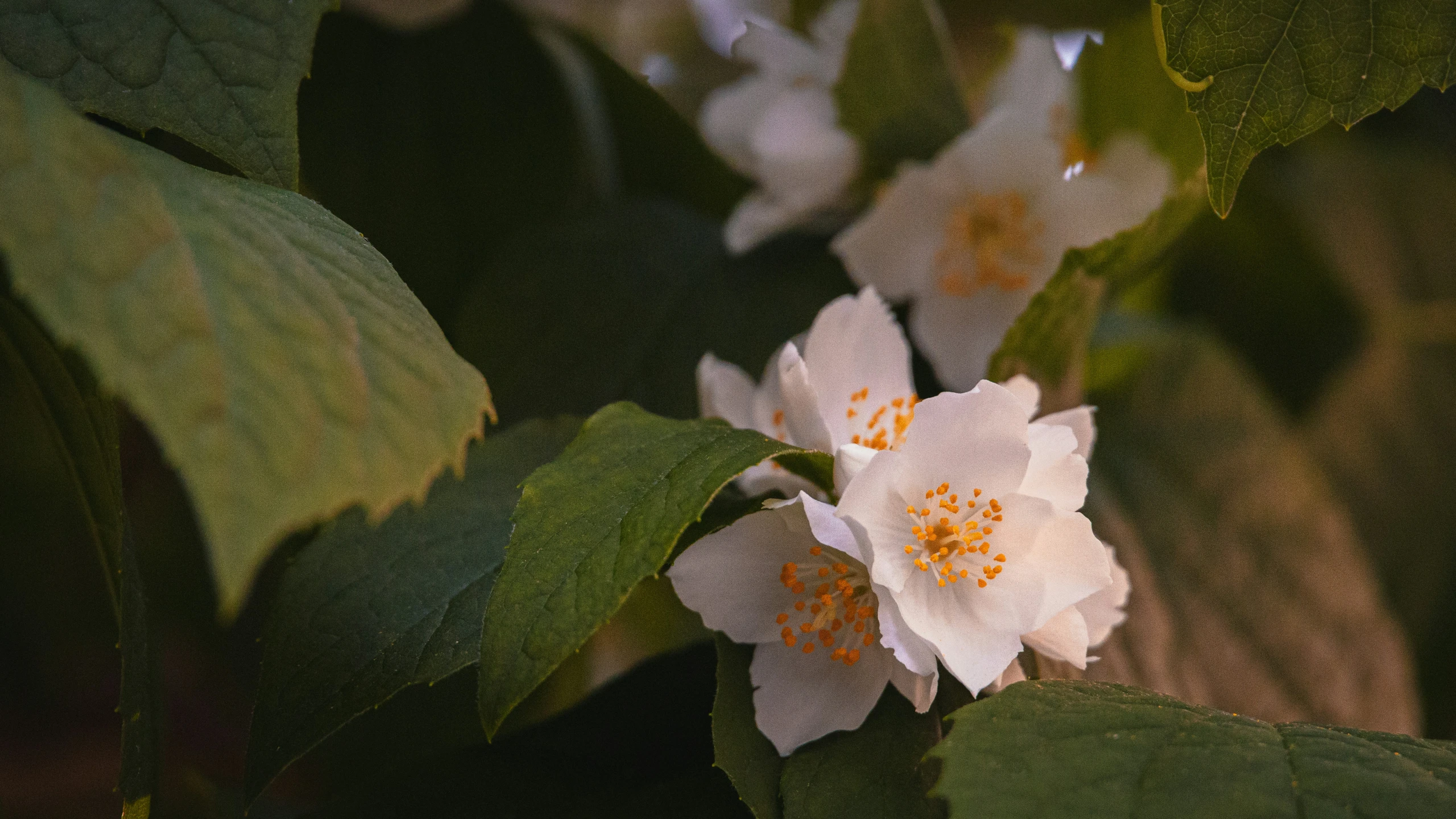 a close up of a white flower on a tree