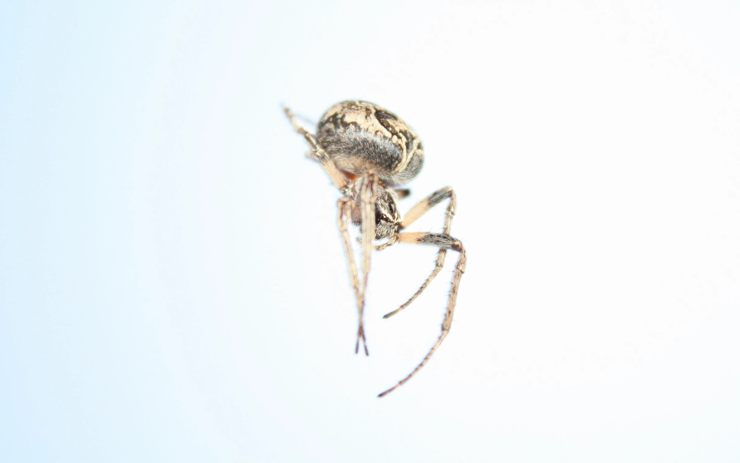 a spider with very long legs is hanging upside down