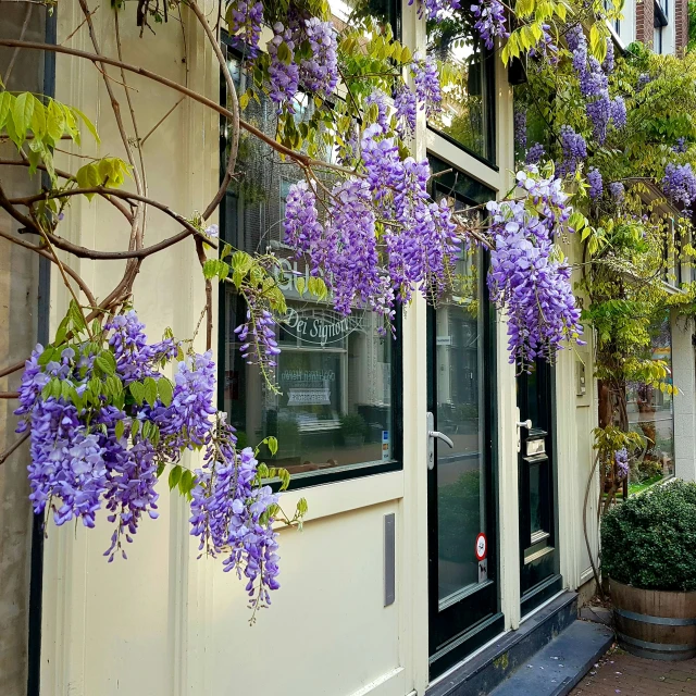 a building with wistery flowers on the outside of it