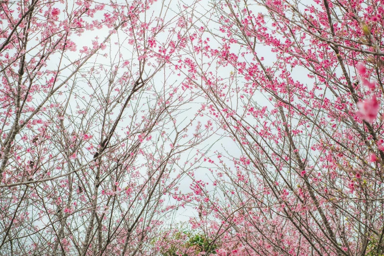 red trees in bloom under cloudy skies in the spring