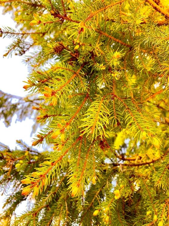 pine cones and needles of a green tree