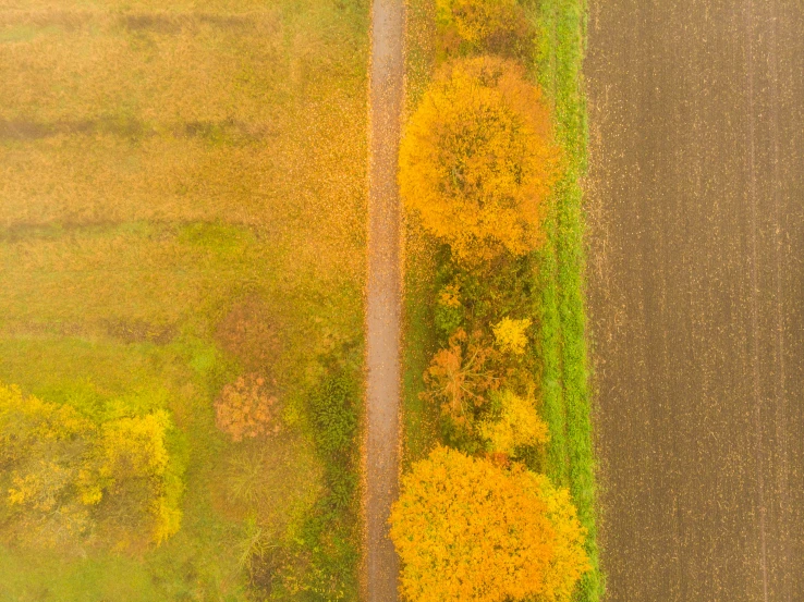 an aerial view of two roads, with yellow and brown trees