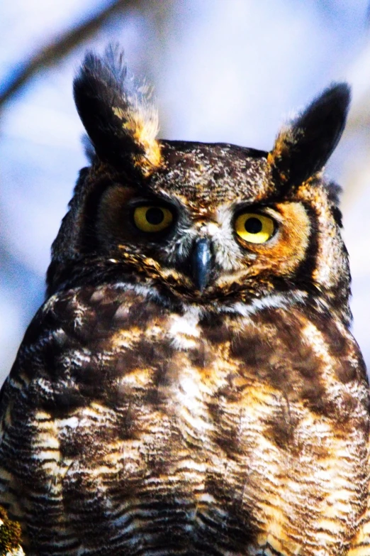 an owl with yellow eyes stares to the right