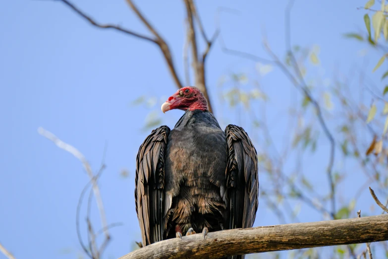 a large bird with a red head sitting on top of a tree nch