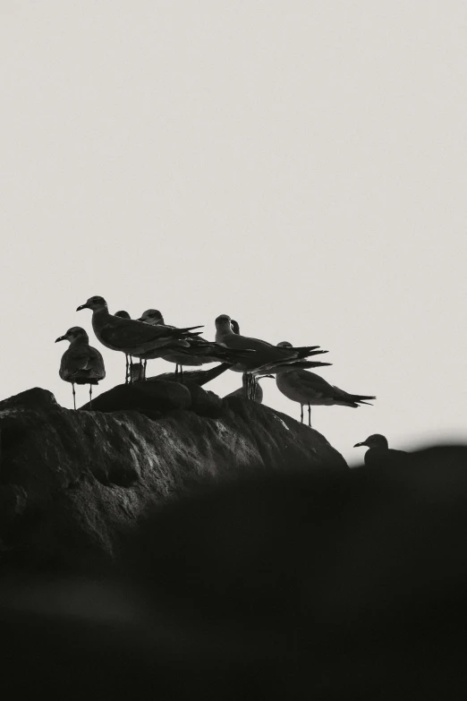 five seagulls standing on top of a rock
