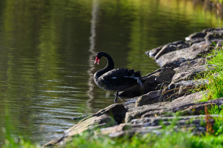 an image of a swan that is swimming in the water