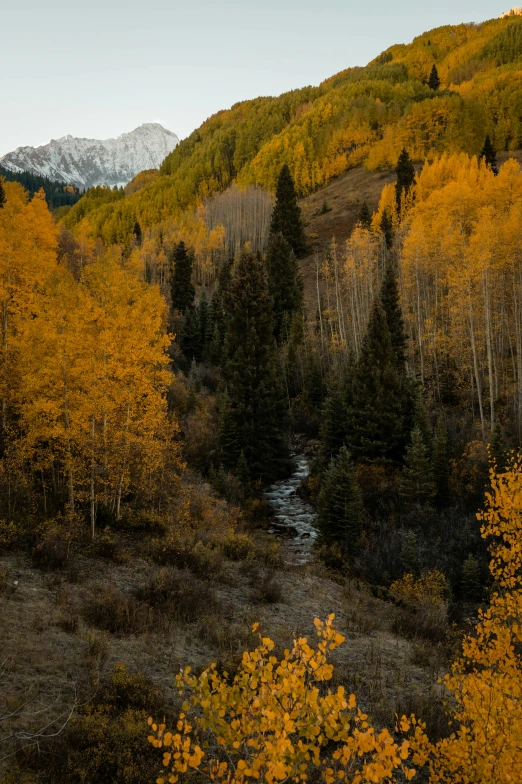 fall colors decorate the hillside and stream near a snow capped mountain
