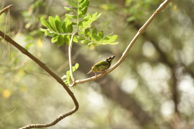 a small bird is perched on a nch