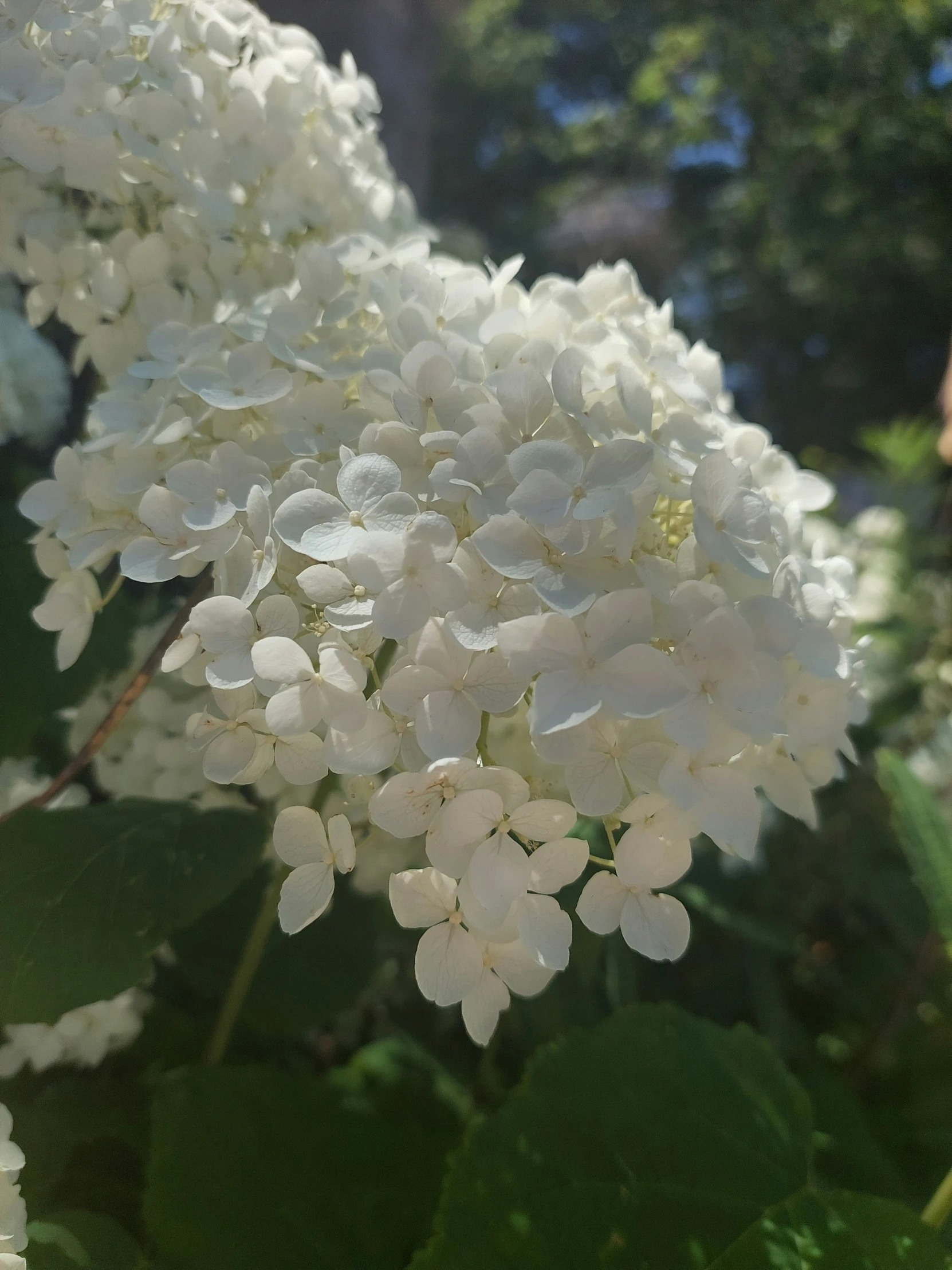 close up picture of a bunch of flowers in bloom