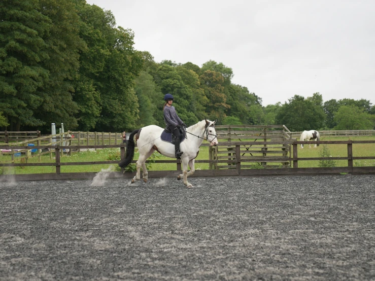 a person riding on the back of a white horse