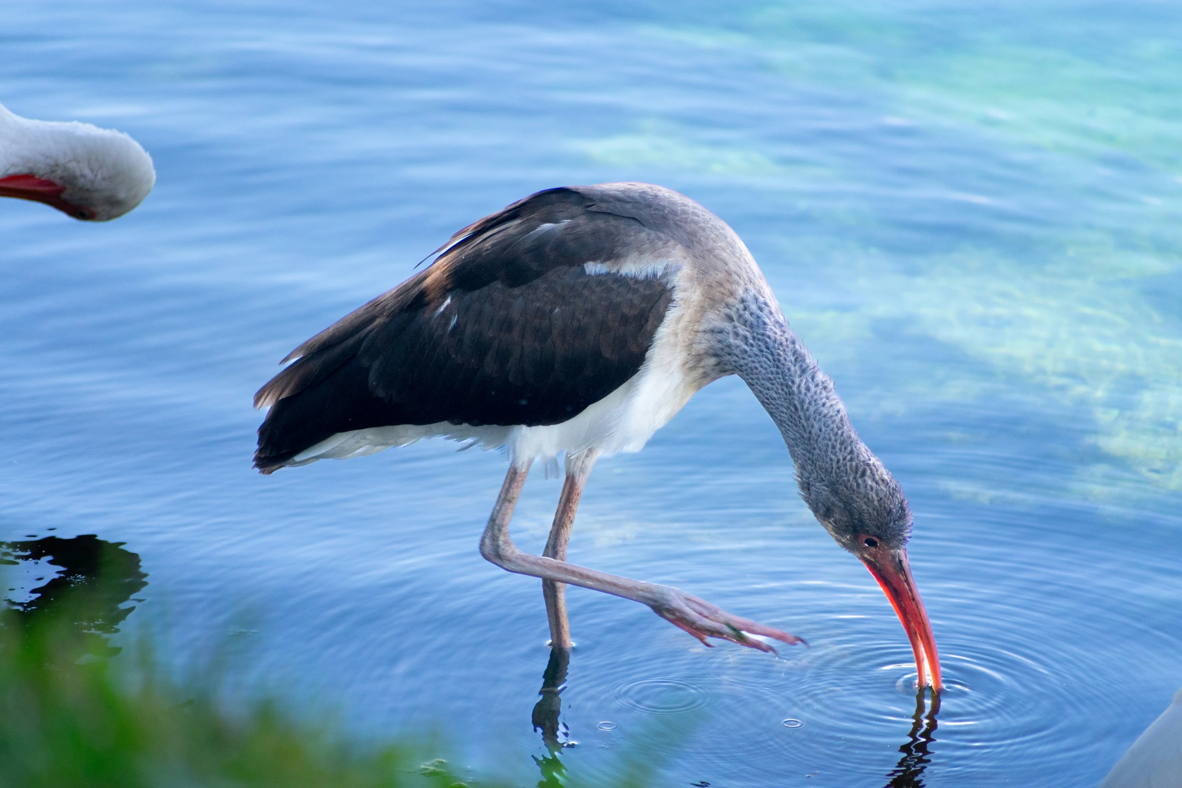 a bird bending down in the water by a shore