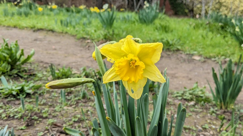 a yellow and green flower in a garden