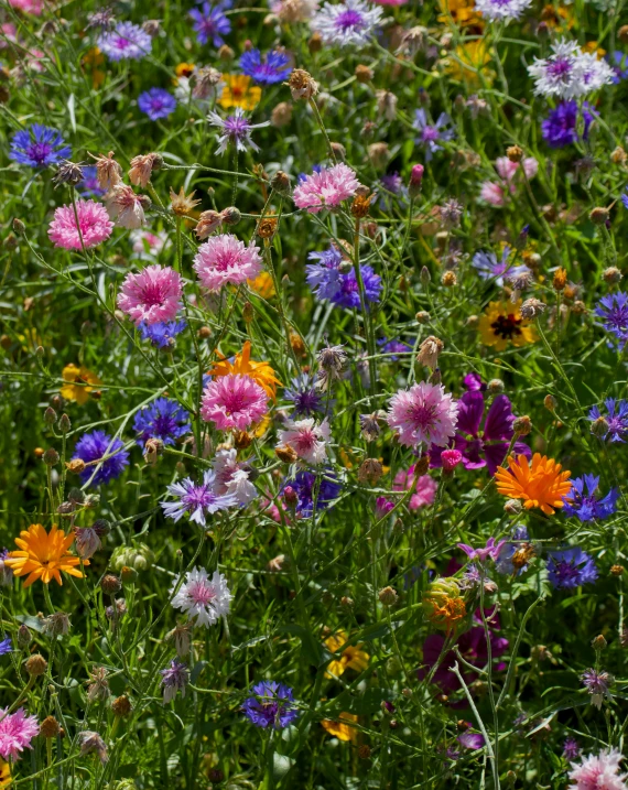 the wildflowers are colorful and blooming all over the field