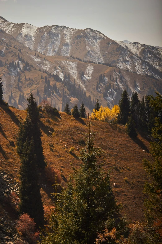 a mountain with some snow on it and evergreen trees