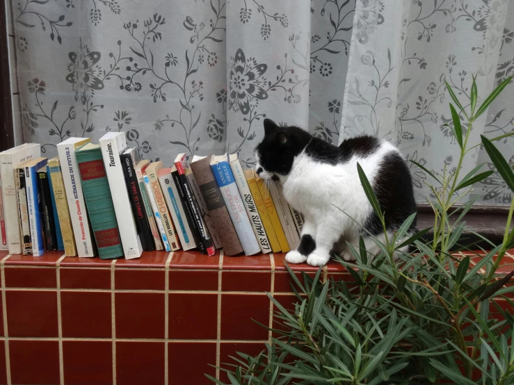 a cat is sitting on top of a bookcase