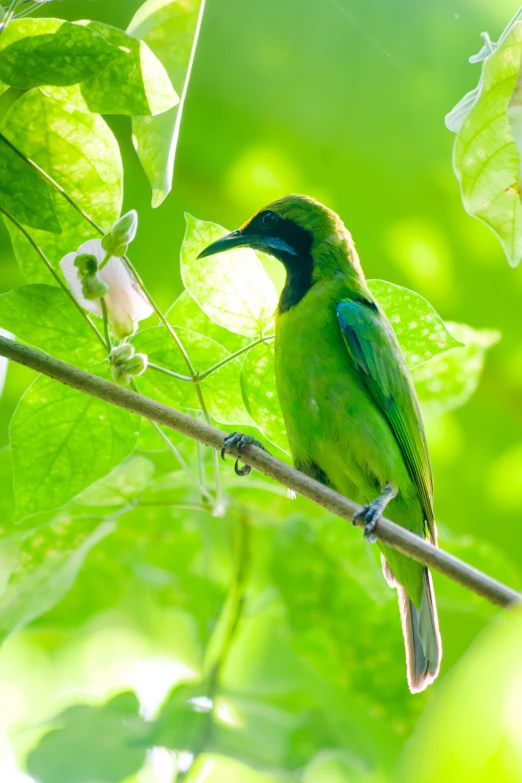 green bird perched on tree nch with flower in foreground