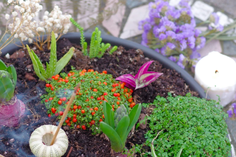 this is a garden in a container