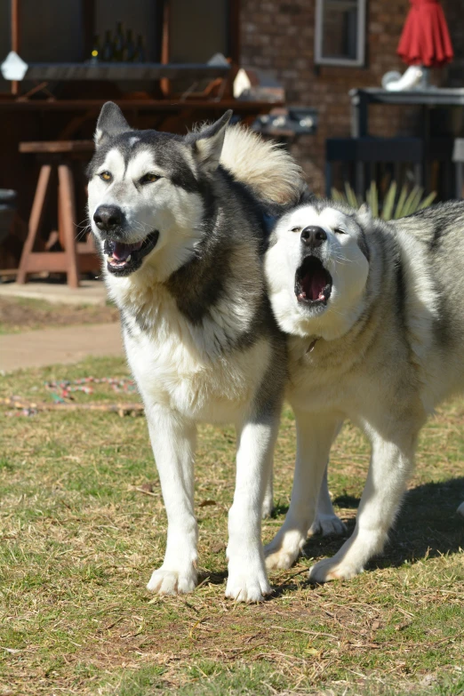 two dogs standing in the grass with their mouth open