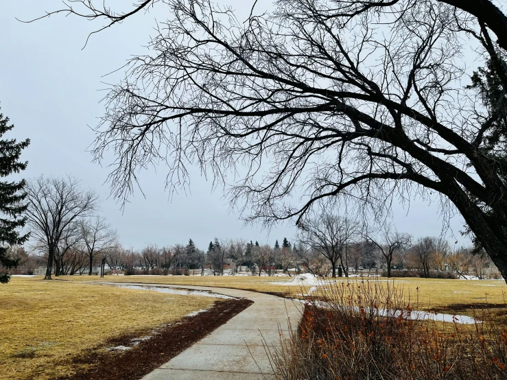 a path running through a field with tall trees in the distance