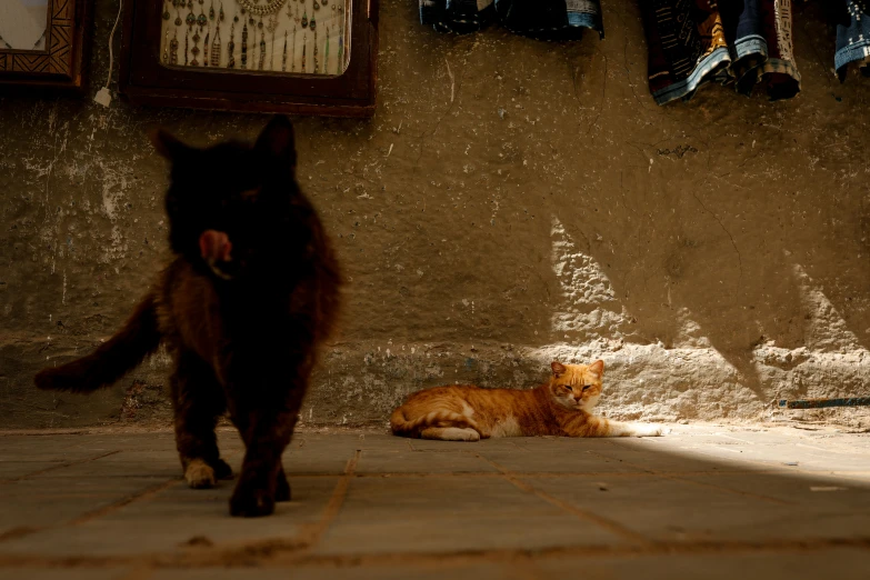 two cats walking around in front of a cement wall