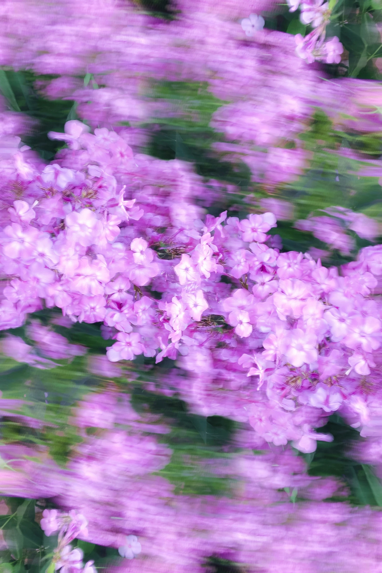 large purple flowers that are outside on the grass