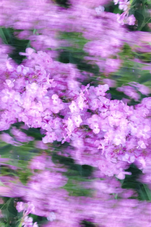 large purple flowers that are outside on the grass