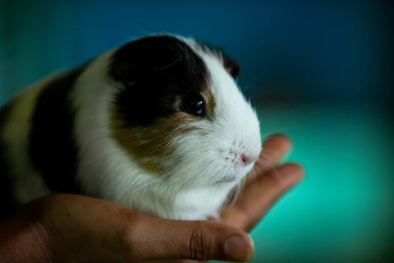 a small cat that is sitting in a person's hands