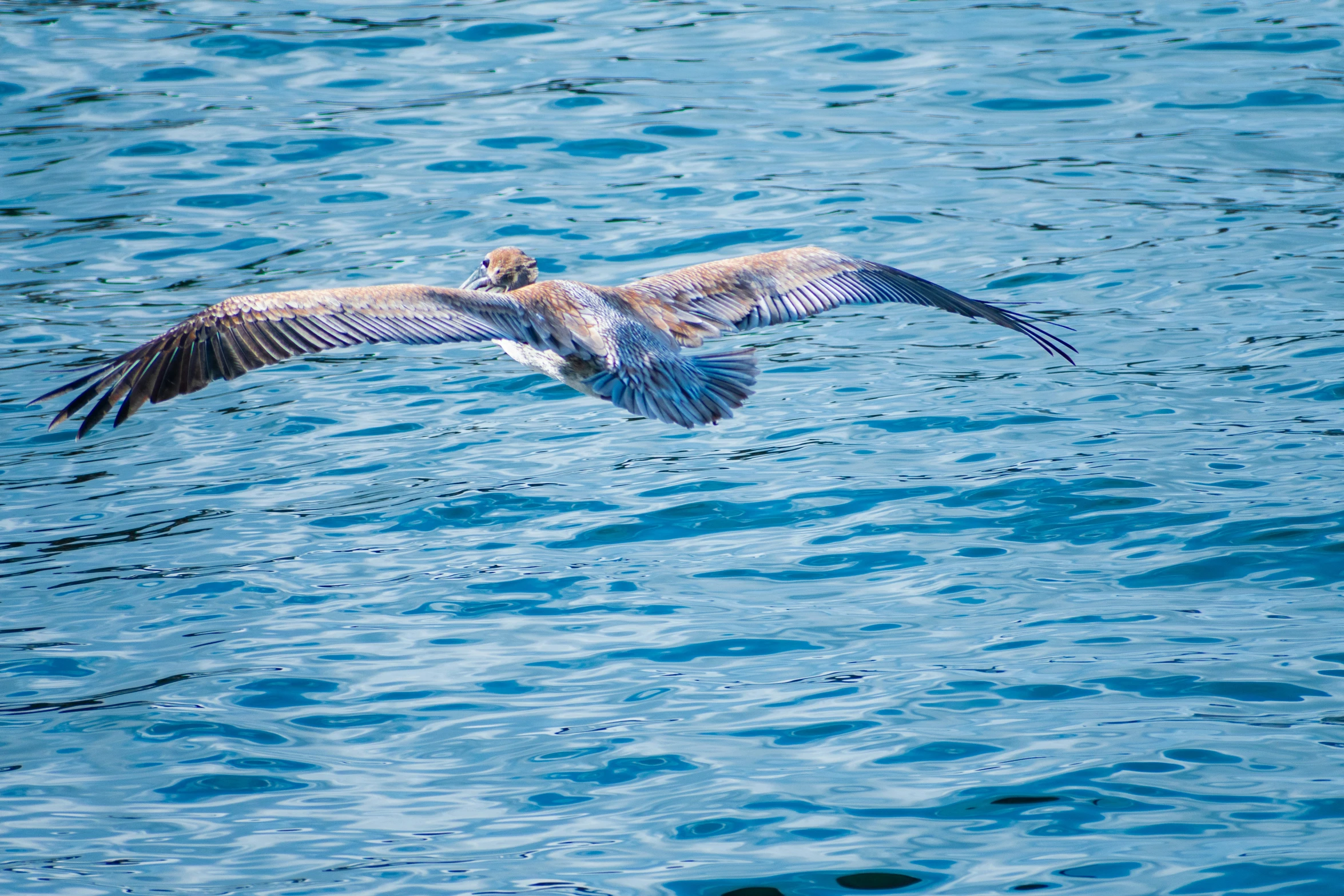 a large bird is flying over the water