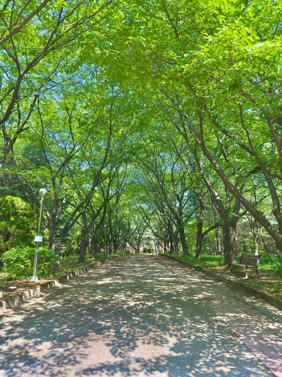 a road with lots of trees lining the sides