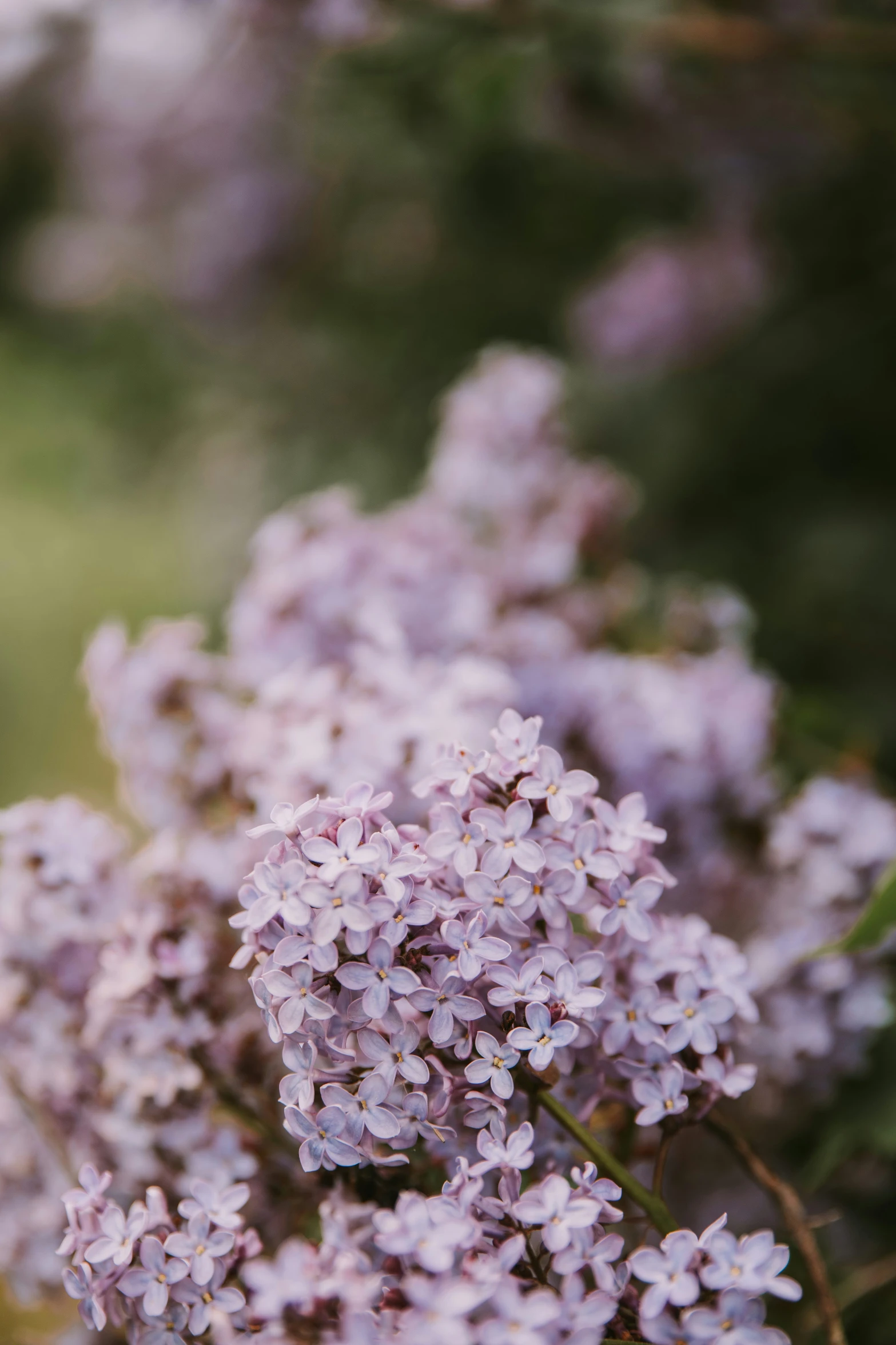 pink lila flowers are growing in the grass