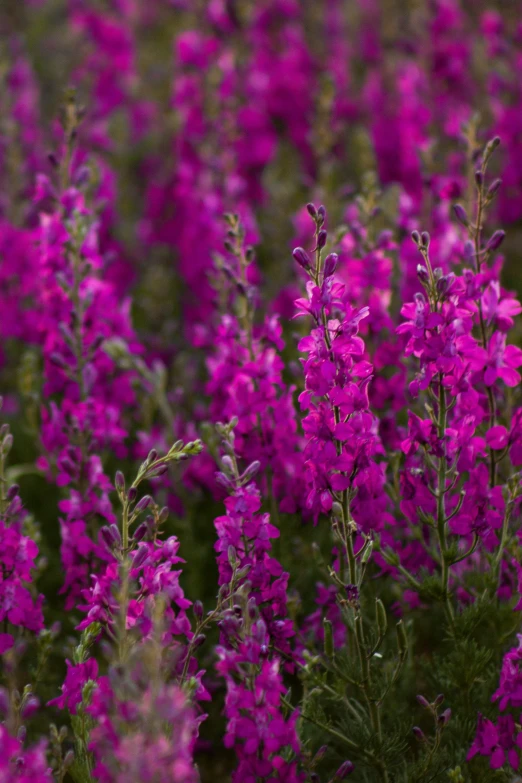 purple flowers grow in the midst of green foliage