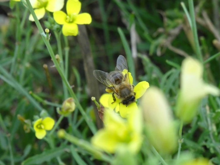 the honey bee is collecting nectars in this field