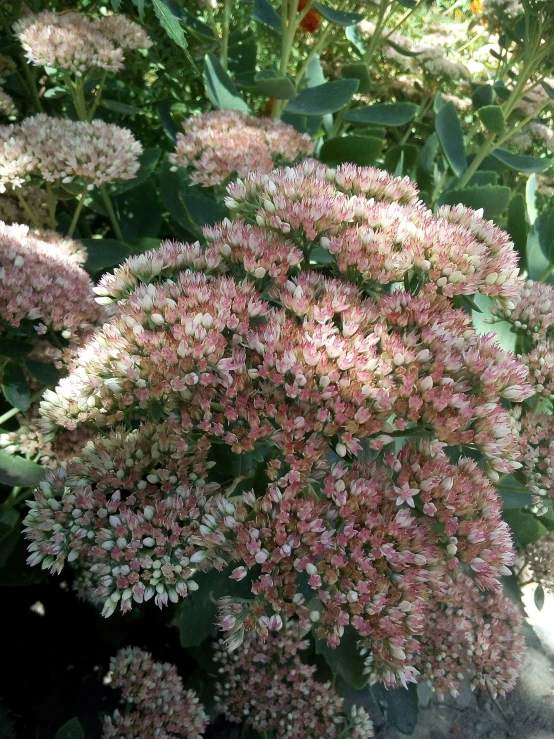 the large cluster of flowers are growing very wild