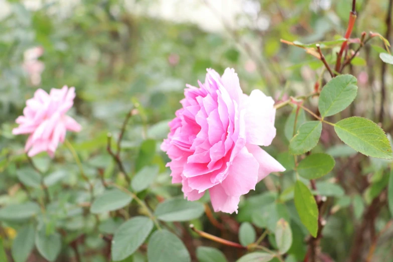 some pretty pink flowers in a green bush