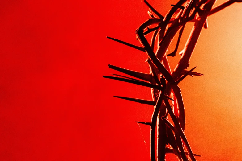 closeup of the crown of thorns on a dark red background