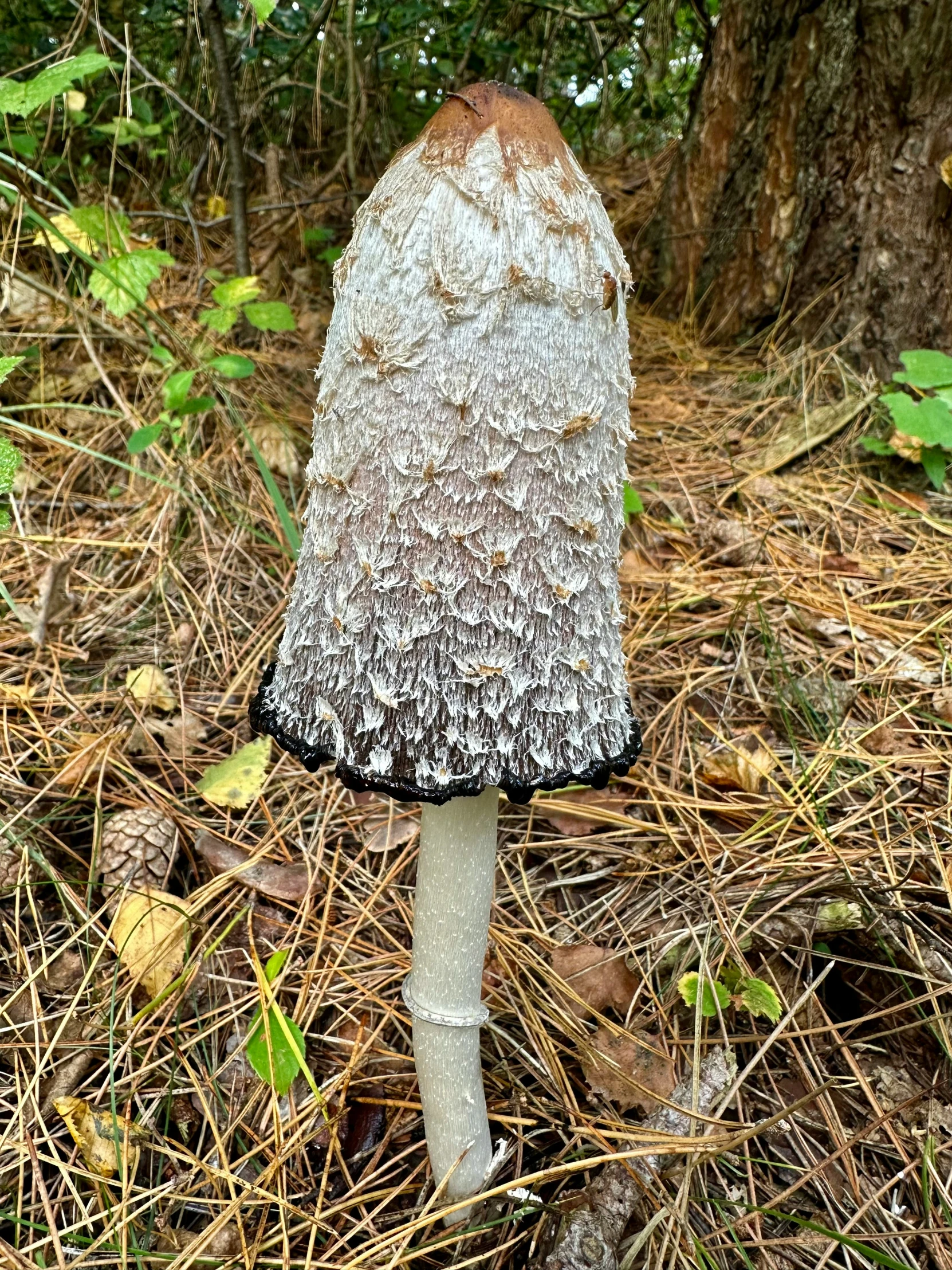 a single mushroom that is in the ground