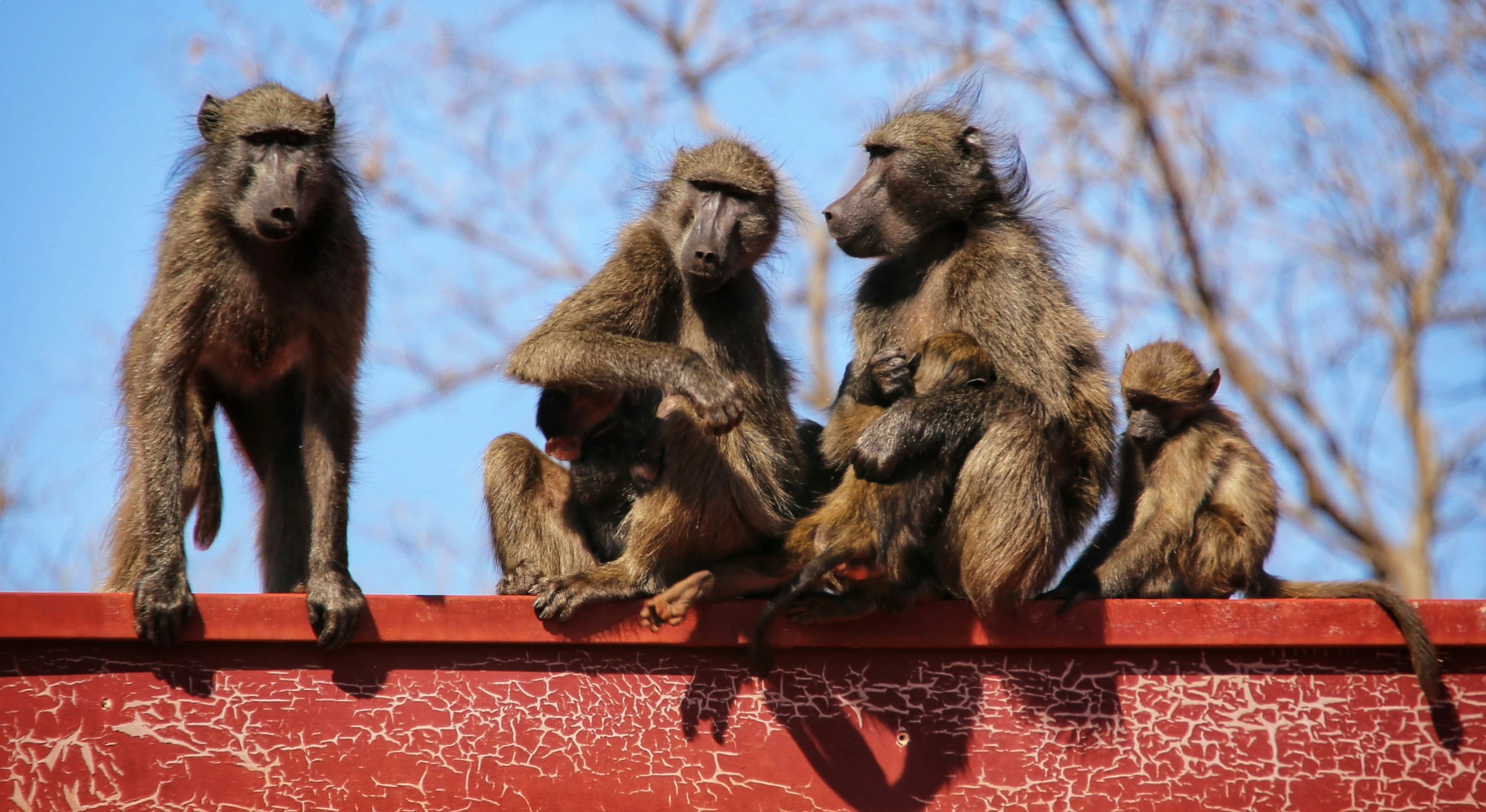 four monkeys are perched on a ledge in the sun