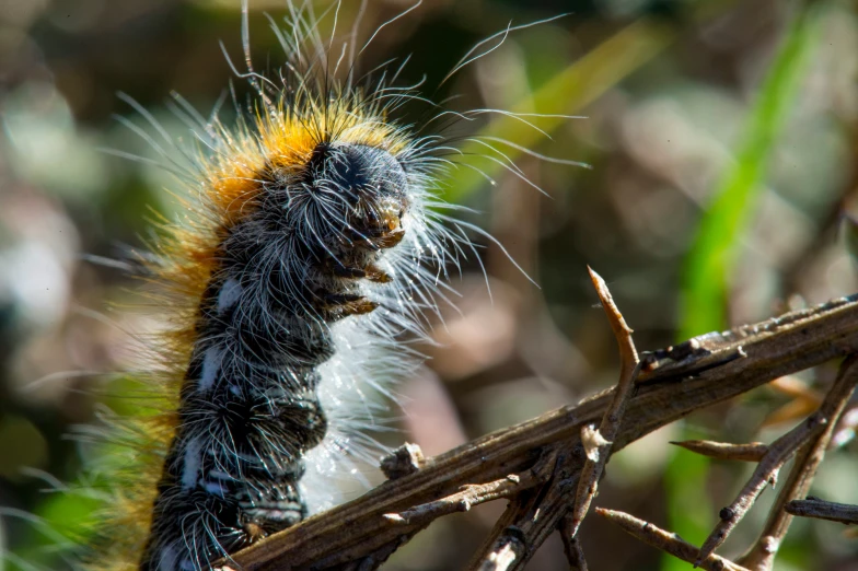 a very cute caterpillar walking around some nches