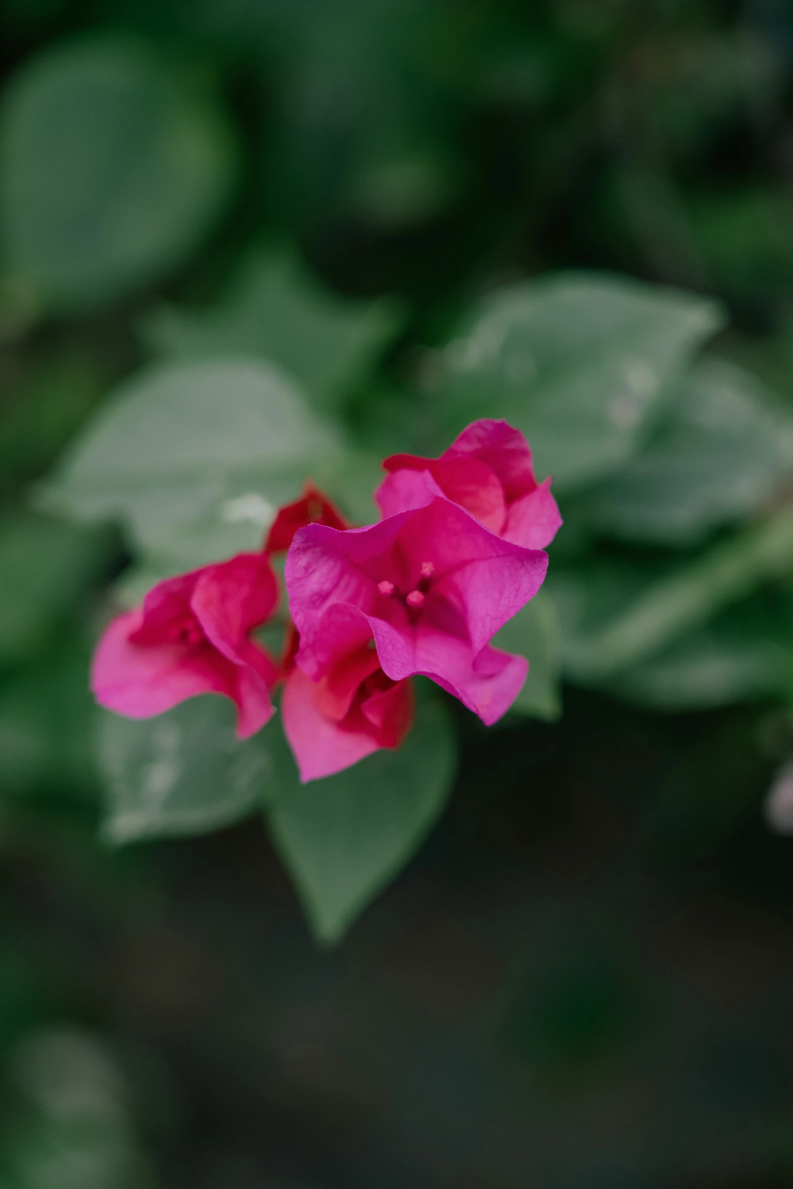 red flower is on a tree nch and some green leaves