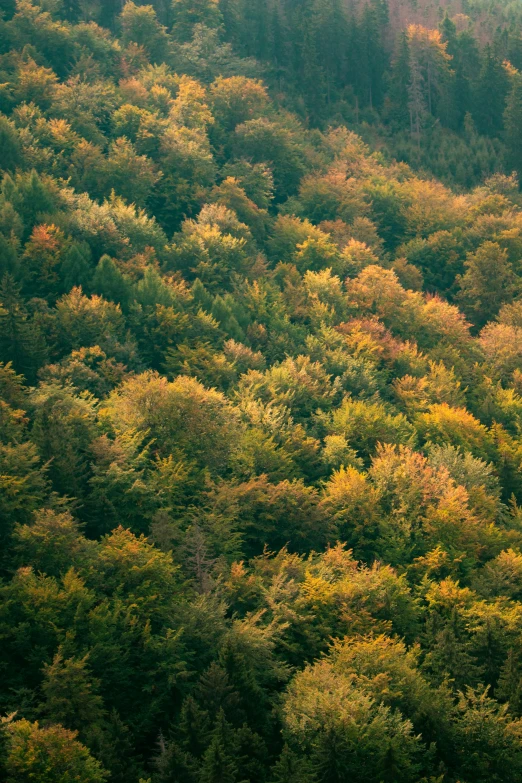 a forest full of colorful trees and lush green grass