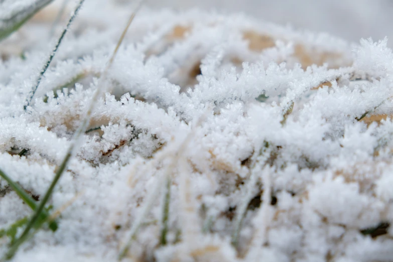 some white snow and grass in a sunny day