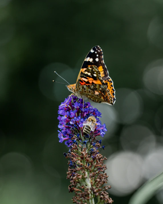 a erfly on the flower of purple flower