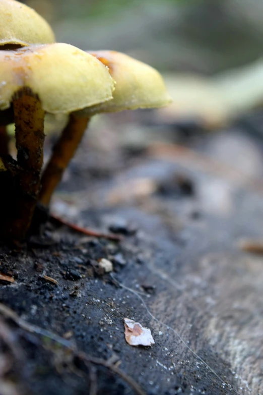 a group of yellow mushrooms on top of a log