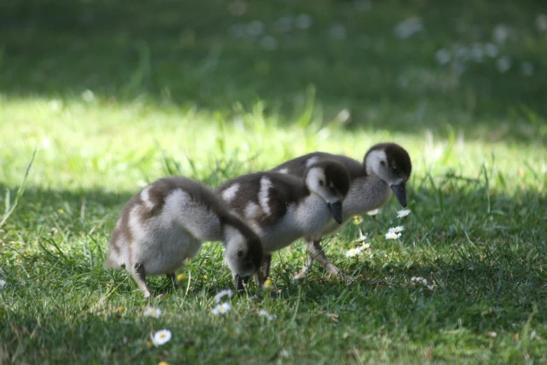 three baby birds walking across a grassy field