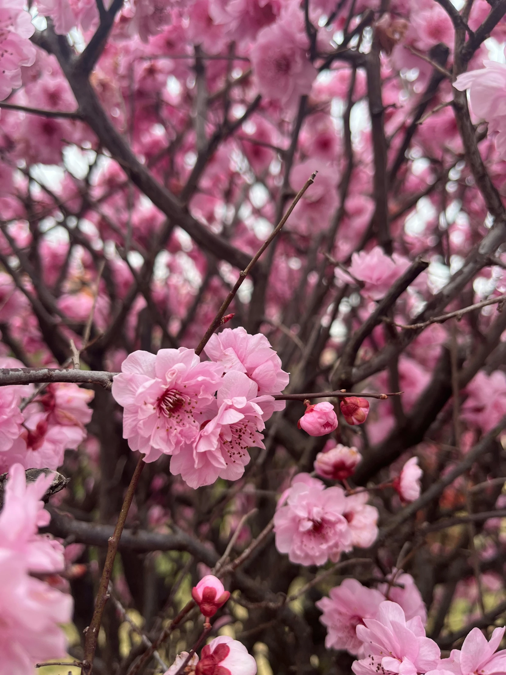 the pink flower blooms are blooming all over the tree